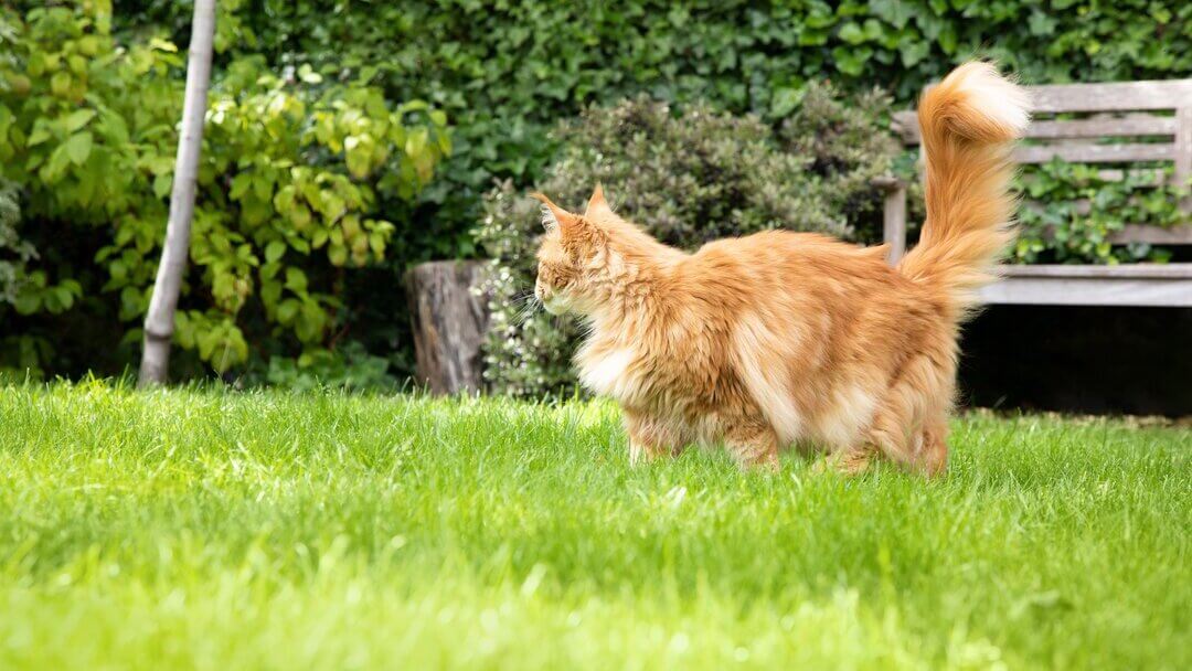 Cat keeps running outlet outside